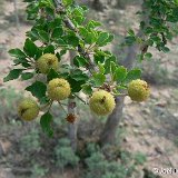 Croton socotranum Socotra GDL (non succulent)   ÉPUISÉ - OUT of STOCK - AGOTADO